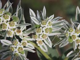 Attēlu rezultāti vaicājumam “Aegopodium podagraria flower”