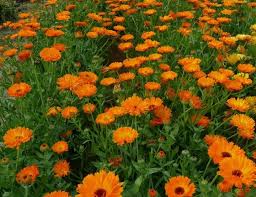 Image result for Calendula officinalis