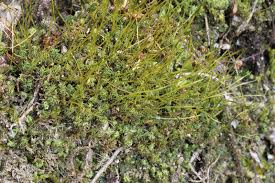 Attēlu rezultāti vaicājumam “Barbula unguiculata”