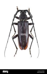 Attēlu rezultāti vaicājumam “Cerambycidae”