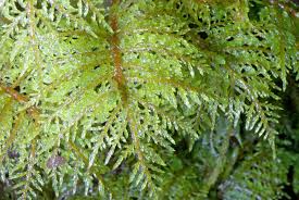 Attēlu rezultāti vaicājumam “Hylocomium splendens”