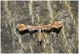 Attēlu rezultāti vaicājumam “Cnaemidophorus rhododactyla”
