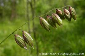 Attēlu rezultāti vaicājumam “Melica nutans”