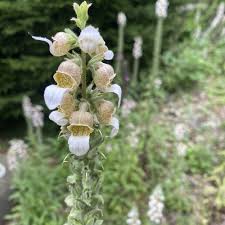 Image result for Digitalis lanata