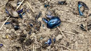 Attēlu rezultāti vaicājumam “Trypocopris vernalis”