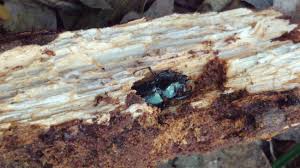 Attēlu rezultāti vaicājumam “Platycerus caraboides”