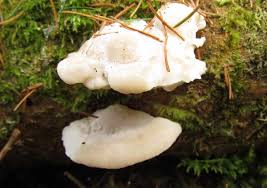 Attēlu rezultāti vaicājumam “Postia floriformis”