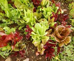 Attēlu rezultāti vaicājumam “Lactuca sativa”