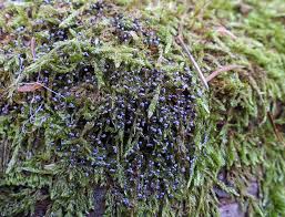 Attēlu rezultāti vaicājumam “Thamnobryum subserratum sporophyte”