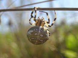 Attēlu rezultāti vaicājumam “Araneus quadratus”