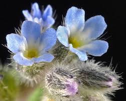 Attēlu rezultāti vaicājumam “Myosotis stricta”