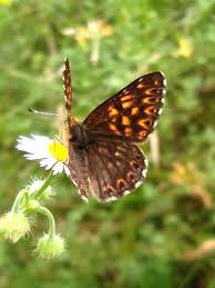 Attēlu rezultāti vaicājumam “Hamearis lucina”