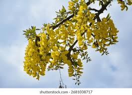 Attēlu rezultāti vaicājumam “Laburnum alpinum flower”