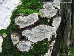 Attēlu rezultāti vaicājumam “Heterobasidion annosum”