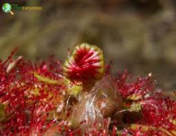 Attēlu rezultāti vaicājumam “Drosera rotundifolia flower”