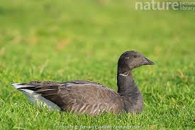 Attēlu rezultāti vaicājumam “Branta bernicla”