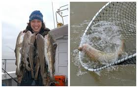 Image result for Bristol Channel Sea Fishing