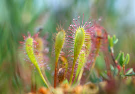 Attēlu rezultāti vaicājumam “Drosera anglica flower”
