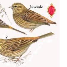 Attēlu rezultāti vaicājumam “Emberiza citrinella juvenile”