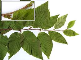 Attēlu rezultāti vaicājumam “Betula alleghaniensis”