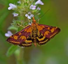 Attēlu rezultāti vaicājumam “Pyrausta purpuralis”