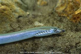 Attēlu rezultāti vaicājumam “Lampetra planeri”