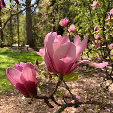 Attēlu rezultāti vaicājumam “Magnolia cylindrica”