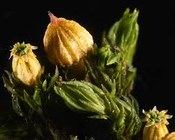 Attēlu rezultāti vaicājumam “Orthotrichum speciosum sporophyte”