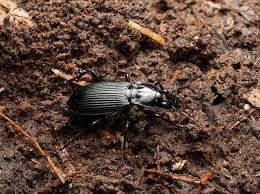 Attēlu rezultāti vaicājumam “Carabidae”