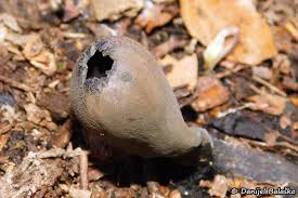 Attēlu rezultāti vaicājumam “Urnula craterium”