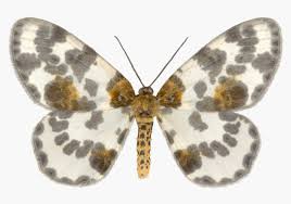 Attēlu rezultāti vaicājumam “Abraxas sylvata imago”