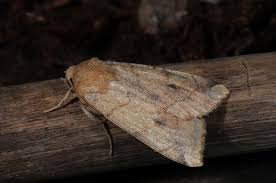 Attēlu rezultāti vaicājumam “Enargia paleacea”