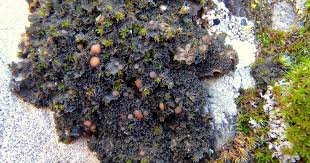 Attēlu rezultāti vaicājumam “Leptogium lichenoides”