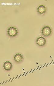 Attēlu rezultāti vaicājumam “Craterium aureonucleatum spores”