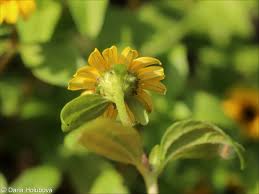 Image result for Sanvitalia procumbens