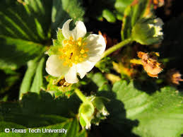 Attēlu rezultāti vaicājumam “Fragaria x ananassa flower”