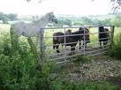 because I am upper class. We know our place. Horse and ponies at Durton Farm - via Daymix