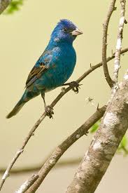 Image result for Passerina cyanea