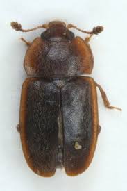 Attēlu rezultāti vaicājumam “Epuraea sp.”