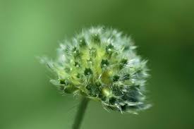 Image result for Knautia arvensis