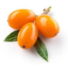 Attēlu rezultāti vaicājumam “Hippophae rhamnoides”