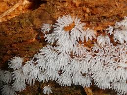 Attēlu rezultāti vaicājumam “Ceratiomyxa fruticulosa spores”