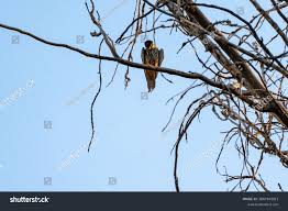 Attēlu rezultāti vaicājumam “Falco subbuteo adult”