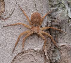 Attēlu rezultāti vaicājumam “Philodromus sp.”