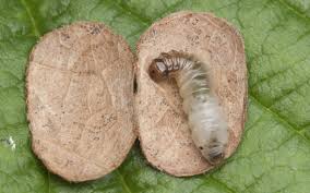 Attēlu rezultāti vaicājumam “Incurvariidae”