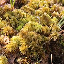 Attēlu rezultāti vaicājumam “Sphagnum teres”