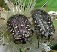 Attēlu rezultāti vaicājumam “Oxythyrea funesta imago”