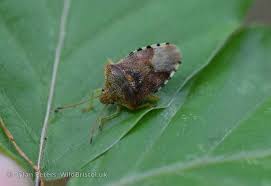 Attēlu rezultāti vaicājumam “Elasmucha grisea”