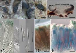 Attēlu rezultāti vaicājumam “Parmelina tiliacea”