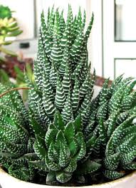 Image result for Haworthia